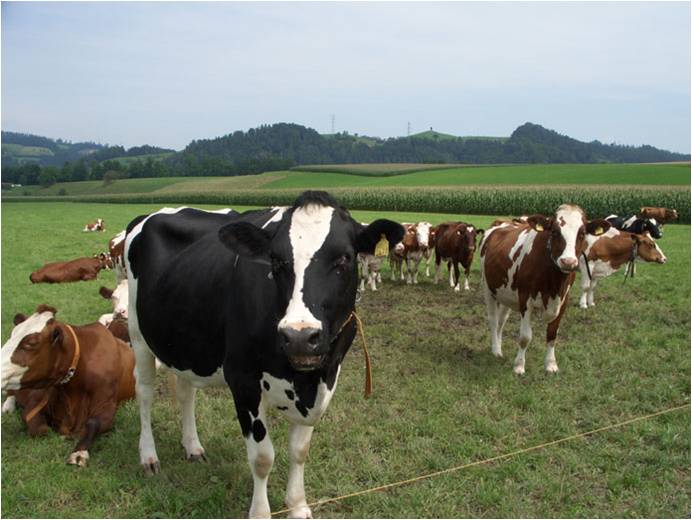[Landwirtschaft] Gemeinde Hasle